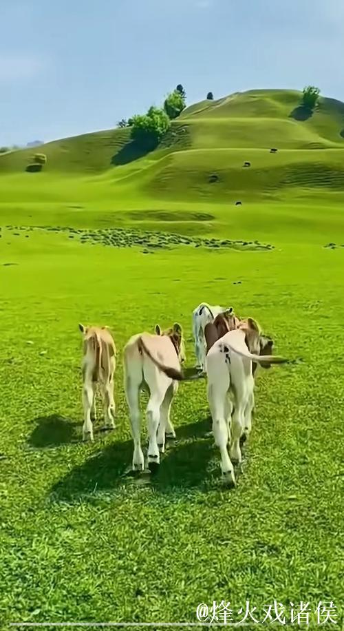 漫步在青青草原,伊人如诗如画 漫步在青青草原,伊人如诗如画